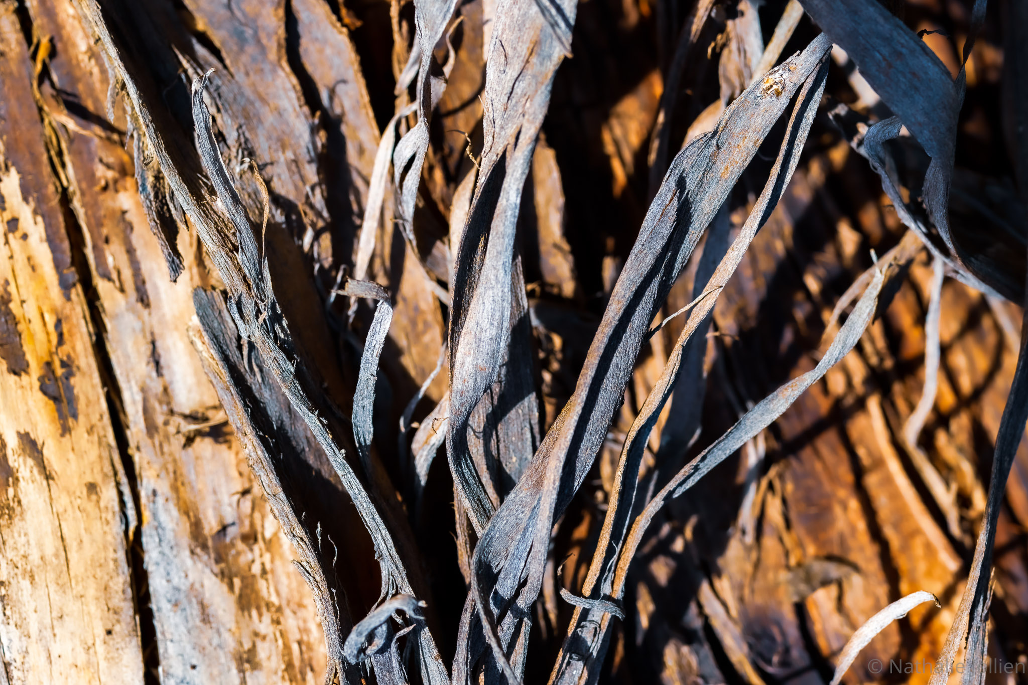 Bois - Nikon (121)-326-70