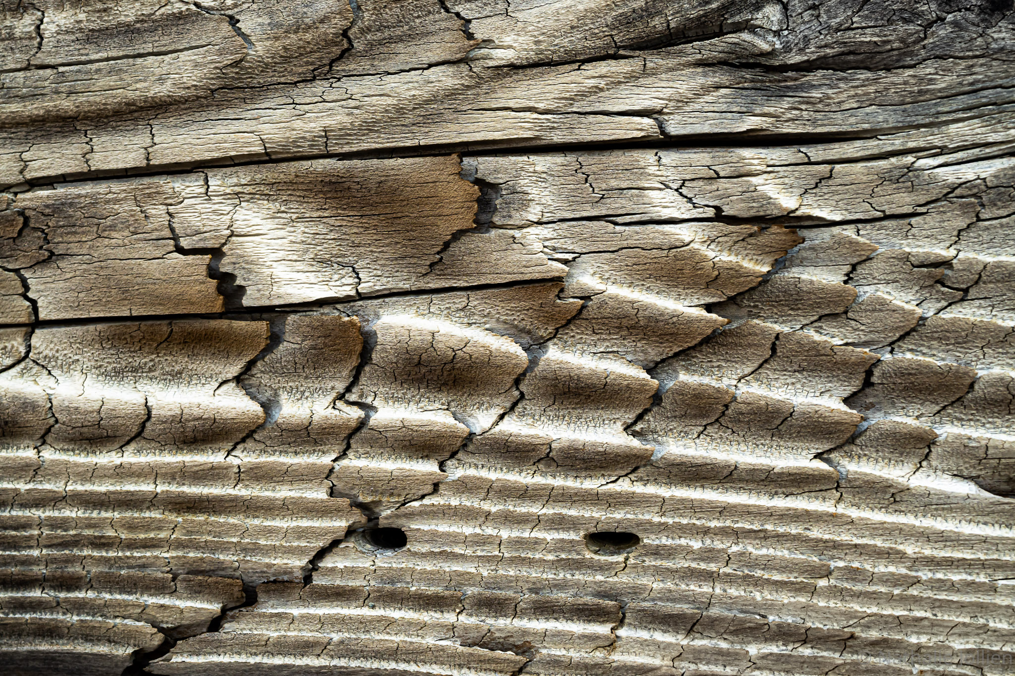 Bois - Nikon 1641-109