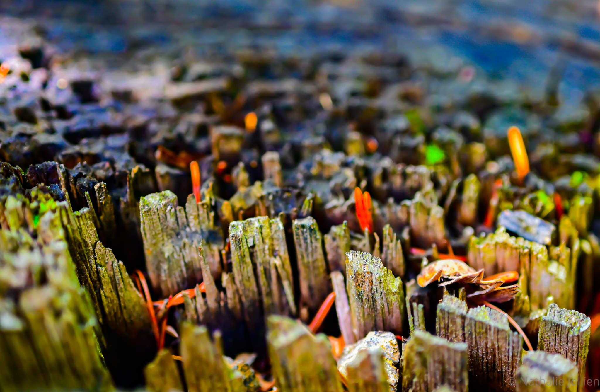 Bois - Nikon (22)-41-5