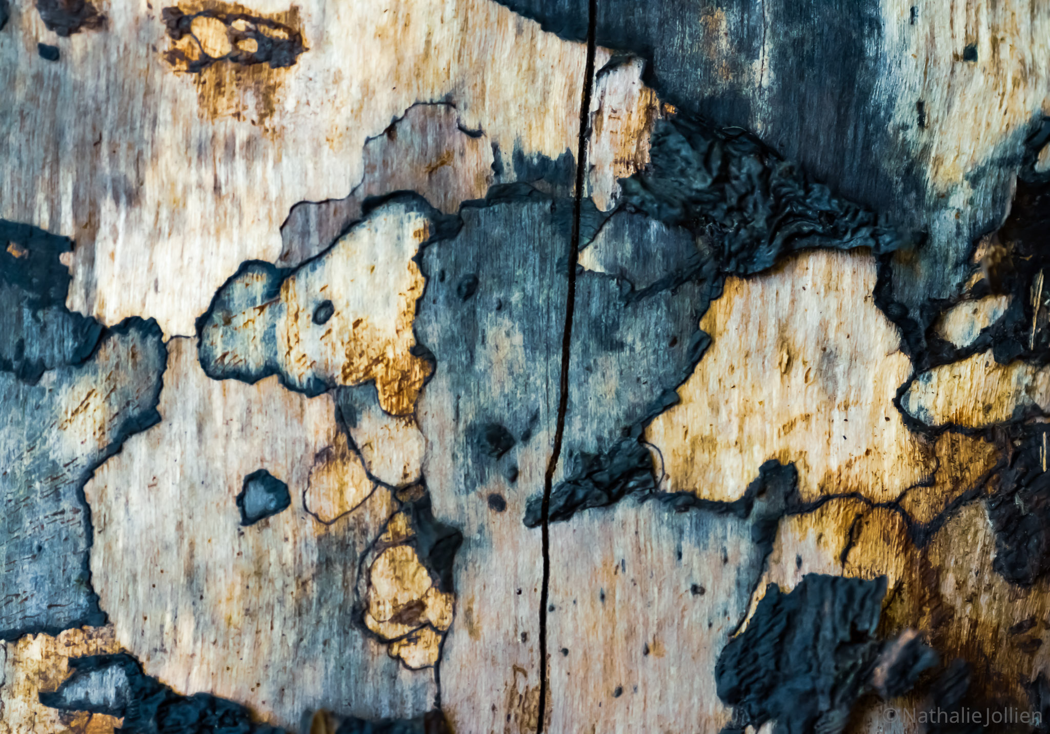 Bois - Nikon (93)-249-58